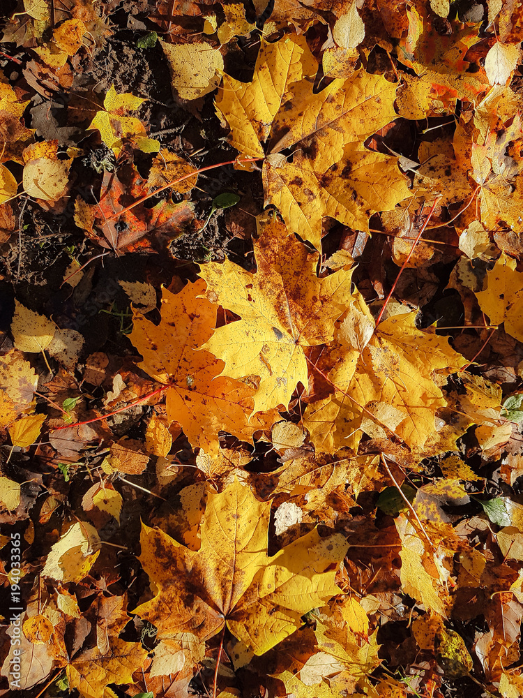Fall leaves background Fall leaves background