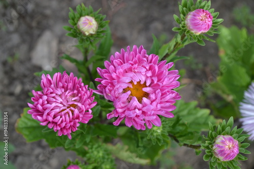 Aster garden. Pink inflorescence. Delicate petals. Close-up. Green Garden. Sunny weather