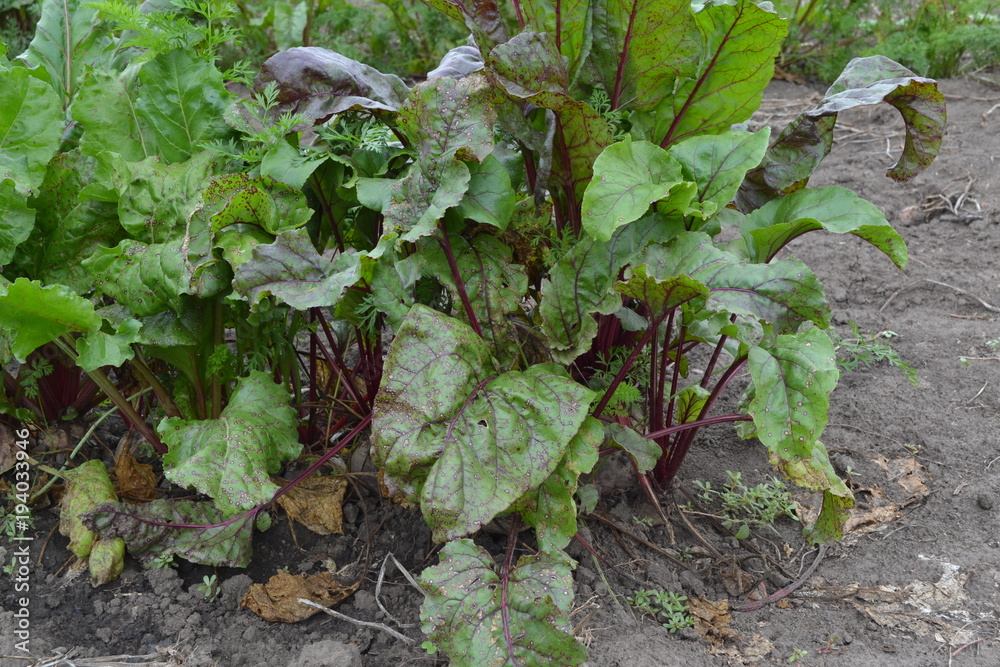 Beta vulgaris. Beet. Garden, field, farm. Beet growing in the vegetable garden. Photos of nature. Horizontal photo Beta vulgaris. Beet. Garden, field, farm. Beet growing in the vegetable garden. Photos of nature. Horizontal photo