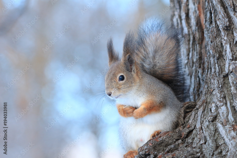 a squirrel on a tree in a winter park a squirrel on a tree in a winter park