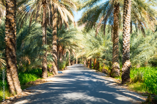 Palmtrees in Birkat Al-Mawz is a village in the Ad Dakhiliyah Region of Oman. It is located at the entrance of Wadi al-Muaydin on the southern rim of Jebel Akhdar.