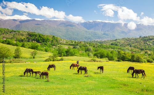 horses on green meadow