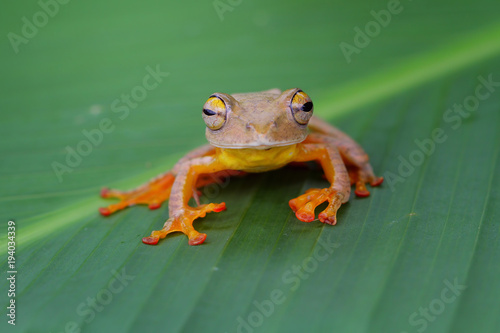 Tree frog, harlequin tree frog on leaves