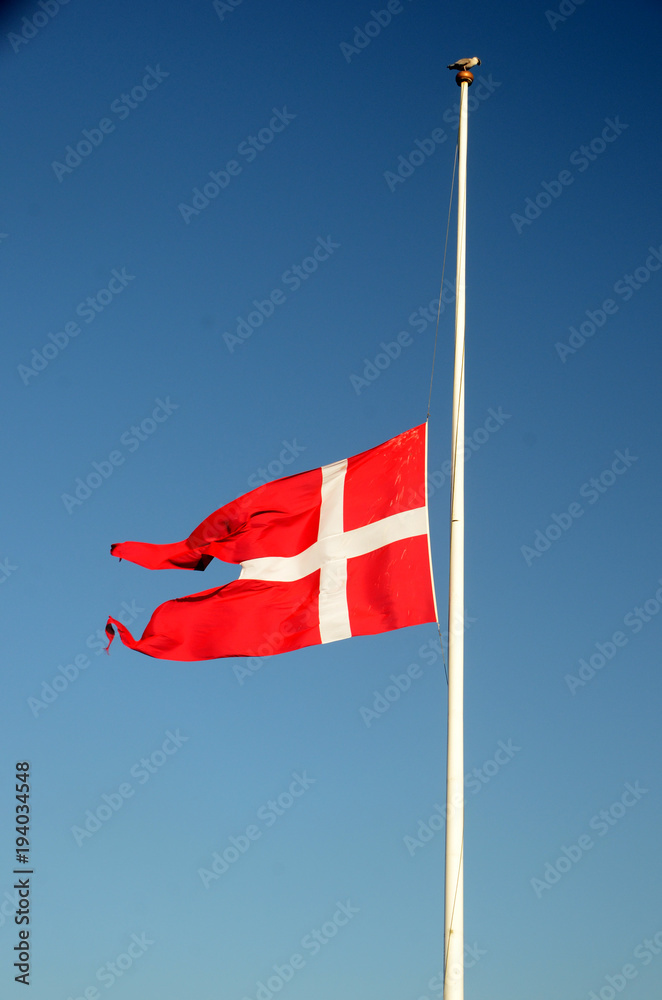 The danish flag Dannebrog on half mast, a seagull sits on the op of he flagpole The danish flag Dannebrog on half mast, a seagull sits on the op of he flagpole
