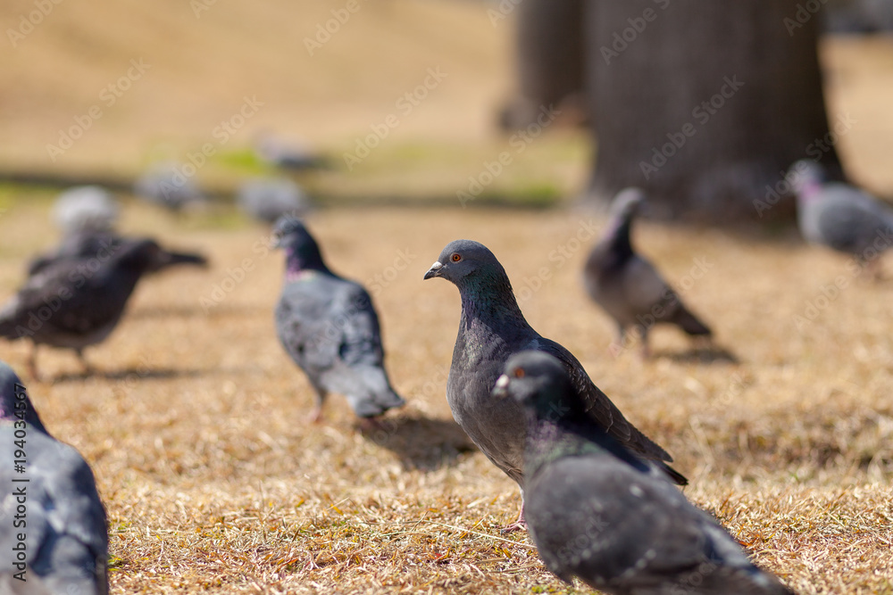 Obraz premium 公園のハト