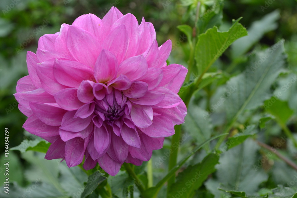 Fototapeta premium Dahlia. Garden plants. Flower. Close-up. Lush purple flower. Against the background of green leaves. Close-up