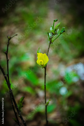 Little yellow flowers on a branch in early spring in the forest. Beautiful flowering branch. Spring forest. Young greens. A beautiful yellow flower. © Наталья Лысенко