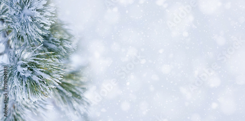 Christmas decoration banner. Snowy pine branch under snow  © Yamagiwa