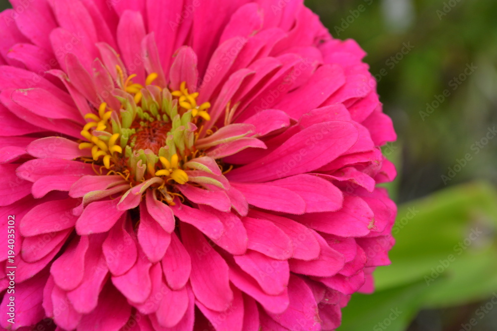 Flower major. Zinnia elegans. Flower pink. close-up. Garden. Field. Floriculture. Large flowerbed. Horizontal photo Flower major. Zinnia elegans. Flower pink. close-up. Garden. Field. Floriculture. Large flowerbed. Horizontal photo