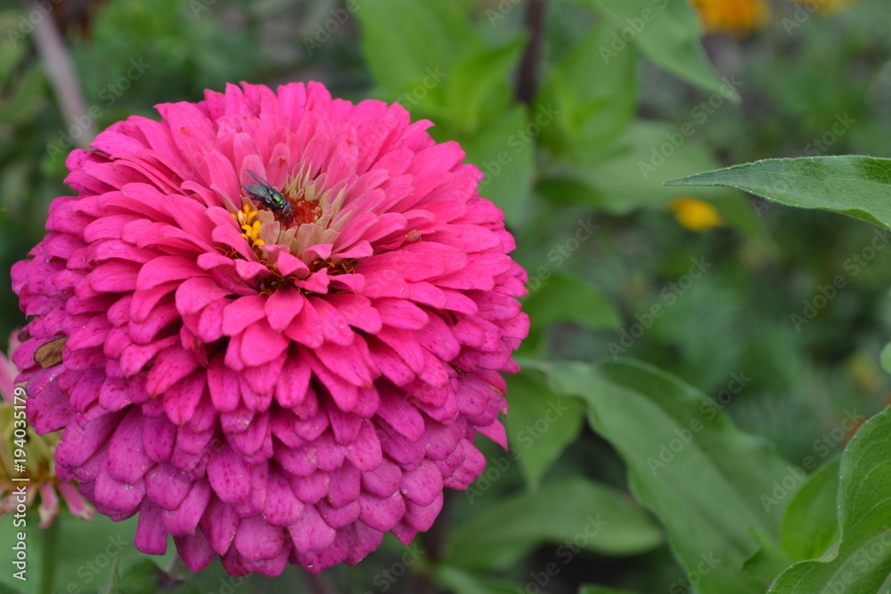 Flower major. Zinnia elegans. Flower pink. Fly on a flower. Close-up. Garden. Field. Floriculture. Large flowerbed. Horizontal