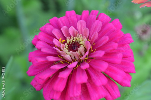 Flower major. Zinnia elegans. Flower pink. Close-up. On blurred background. Garden. Field. Floriculture. Large flowerbed. Horizontal photo