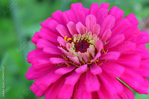 Flower major. Zinnia elegans. Flower pink. Close-up. On blurred background. Garden. Field. Floriculture. Large flowerbed. Horizontal