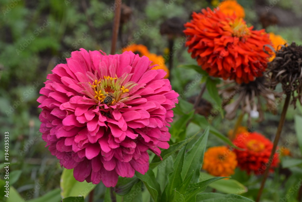 Flower major. Zinnia elegans. Many flowers of different colors - orange, pink. Field. Floriculture. Large flowerbed. Horizontal photo Flower major. Zinnia elegans. Many flowers of different colors - orange, pink. Field. Floriculture. Large flowerbed. Horizontal photo