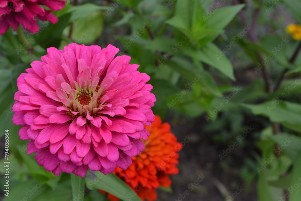 Flower major. Zinnia elegans. Many flowers of different colors - orange, pink. Garden. Field. Large flowerbed. Horizontal photo Flower major. Zinnia elegans. Many flowers of different colors - orange, pink. Garden. Field. Large flowerbed. Horizontal photo