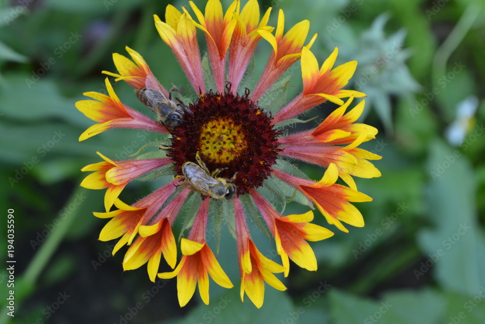Obraz premium Gaillardia. G. hybrida Fanfare. Two bees on a flower. Summer flower yellow. Annual plant. Sunny summer. Horizontal photo. Blurring background. Close-up