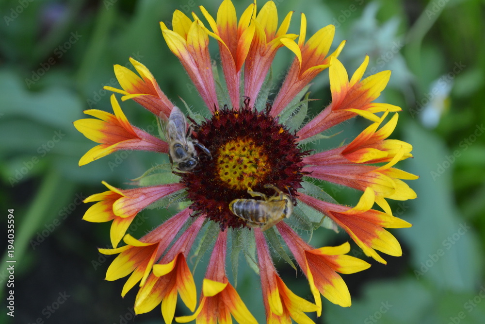 Obraz premium Gaillardia. G. hybrida Fanfare. Two bees on a flower. Summer flower yellow. Annual plant. Sunny summer. Horizontal photo. Blurring background