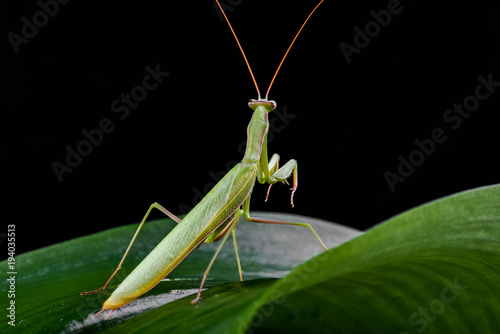 Mantis from family Sphondromantis (probably Spondromantis viridis) lurking on the green leaf photo