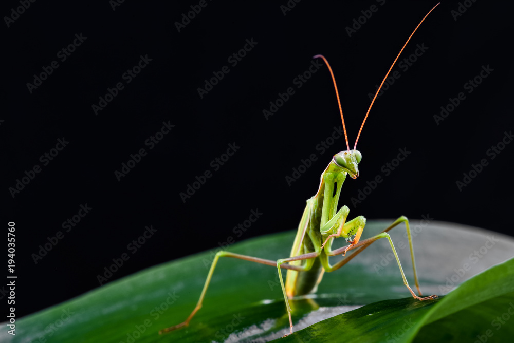 Mantis from family Sphondromantis (probably Spondromantis viridis) lurking on the green leaf Mantis from family Sphondromantis (probably Spondromantis viridis) lurking on the green leaf
