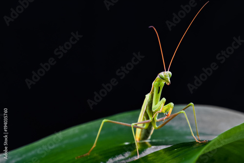 Mantis from family Sphondromantis (probably Spondromantis viridis) lurking on the green leaf © dmytro_khlystun