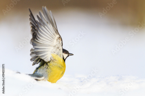 bird waves wings in the snow © drakuliren