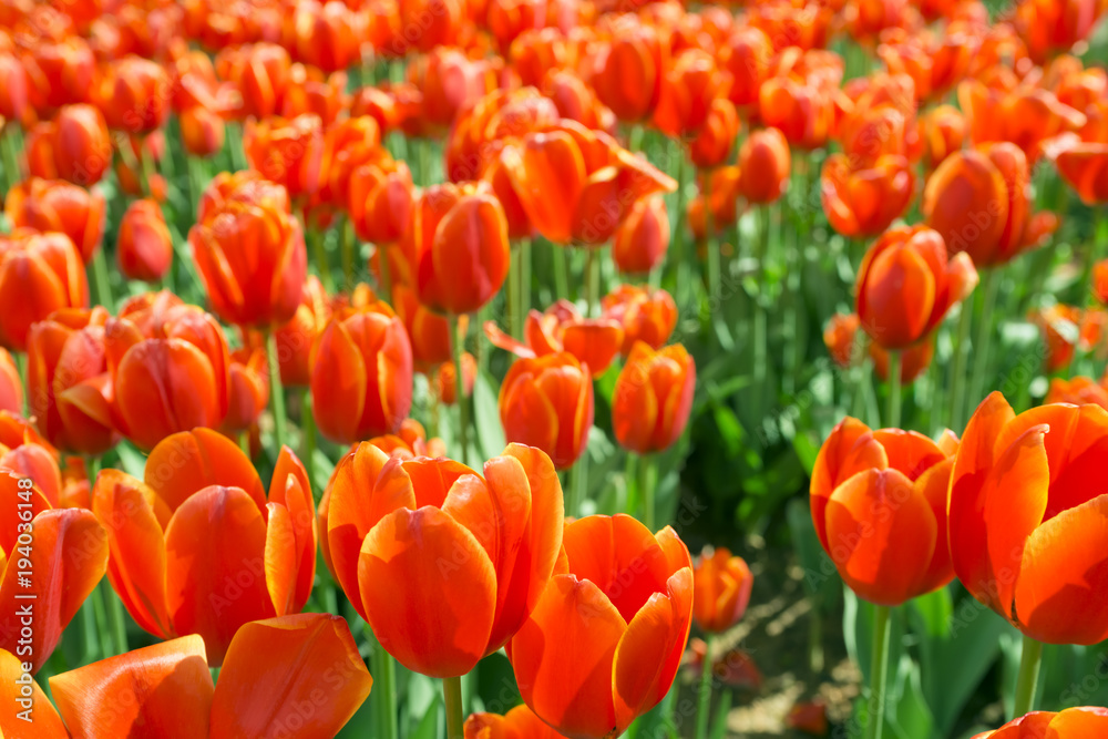 Blossom tulip, floral background, gardening.Spring holiday card, floral background. Open red blossom tulip flower in garden. Selective focus