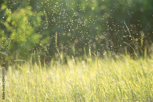 A cloud of mosquitoes flying over the plants at the sunset