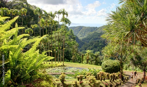 jardin exotique en Martinique