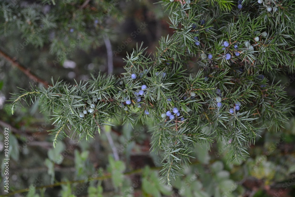 Juniper. Juniperus communis. The branches of a juniper. Juniper berries. Close-up. Vertical photo Juniper. Juniperus communis. The branches of a juniper. Juniper berries. Close-up. Vertical photo