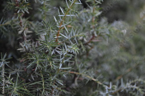 Juniper. Juniperus communis. The branches of a juniper. Juniper berries. Close-up. Horizontal photo