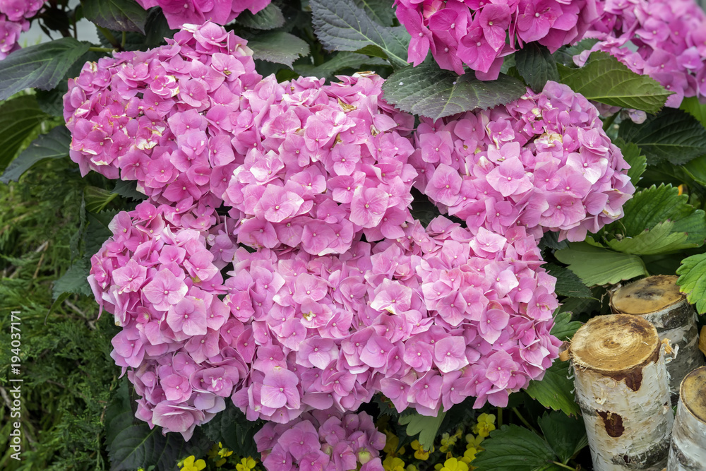 Pink hydrangeas flowers, hydrangea macrophylla, hortensia, popular ornamental plants, grown for their large flowerheads in flowerheads Pink hydrangeas flowers, hydrangea macrophylla, hortensia, popular ornamental plants, grown for their large flowerheads in flowerheads