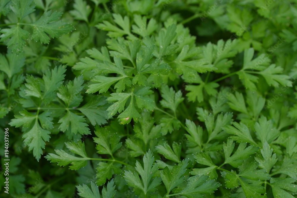 Parsley. Petroselinum. parsley leaves. Green leaves. Parsley growing in the garden. Close-up. Garden. Field. Farm. Growing herbs. Horizontal photo Parsley. Petroselinum. parsley leaves. Green leaves. Parsley growing in the garden. Close-up. Garden. Field. Farm. Growing herbs. Horizontal photo