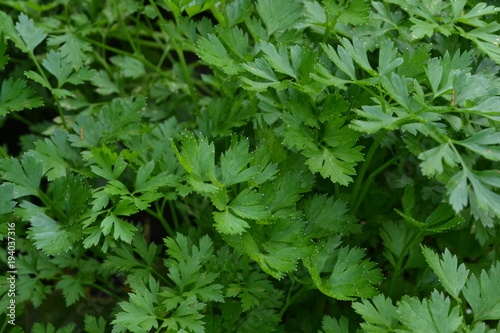 Parsley. Petroselinum. parsley leaves. Green leaves. Parsley growing in the garden. Close-up. Field. Farm. Agriculture. Growing herbs. Horizontal