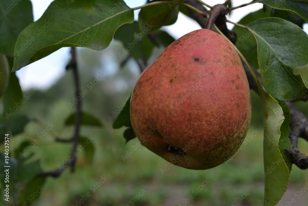Pear. Tree with ripe pear fruit. Pyrus communis. The branches of a pear tree. Horizontal. Pears close-up. Green leaves Pear. Tree with ripe pear fruit. Pyrus communis. The branches of a pear tree. Horizontal. Pears close-up. Green leaves