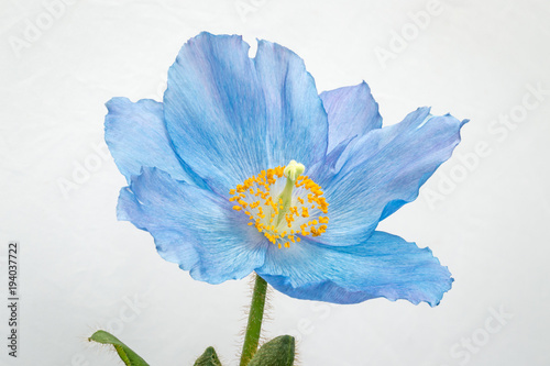 Blue poppy on white