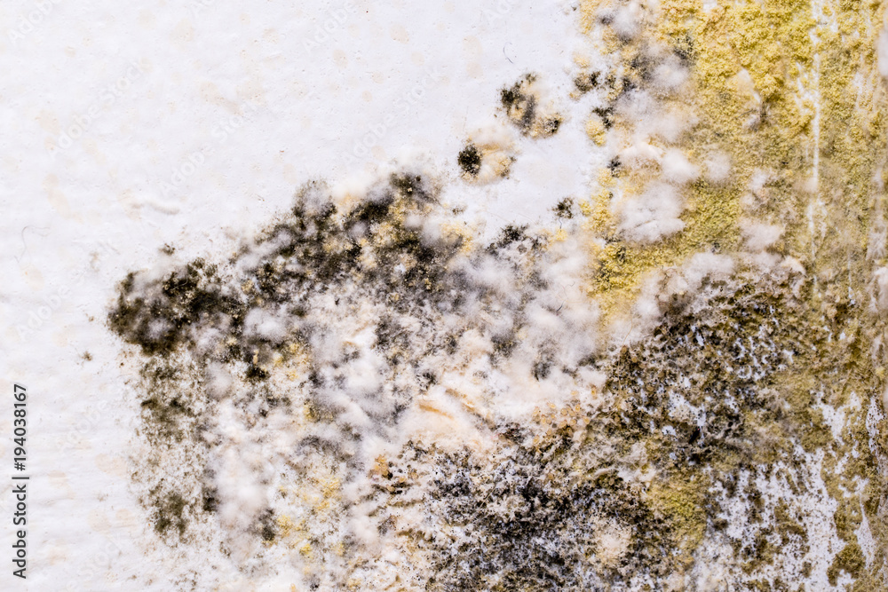Black mold on wall. Closeup macro. Black mold on wall. Closeup macro.