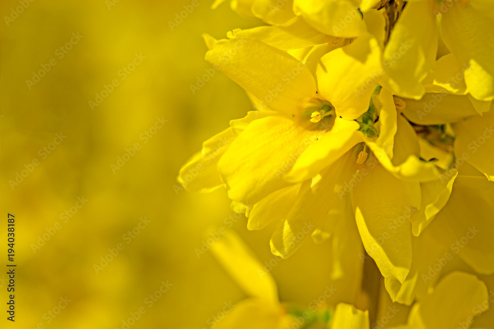 Forsythia on a soft background Forsythia on a soft background