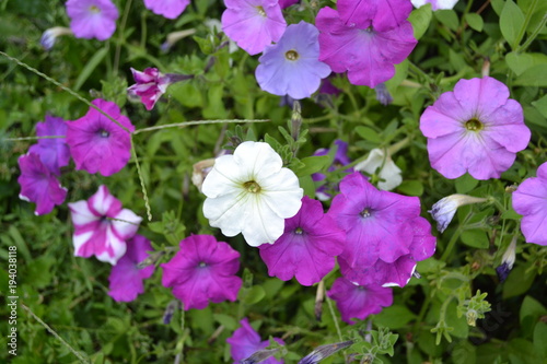 Petunia. Stimoryne. Petunia nyctaginiflora. Delicate flower. Flowers of different colors - white  pink  purple. Bushes petunias. Garden. Flowerbed. Growing flowers. Beautiful plants. Horizontal photo