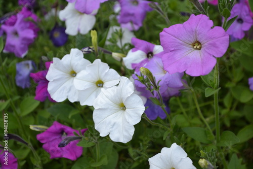 Petunia. Stimoryne. Petunia nyctaginiflora. Delicate flower. Flowers of different colors - white  pink  purple. Bushes petunias. Green leaves. Flowerbed. Growing flowers. Beautiful plants. Horizontal