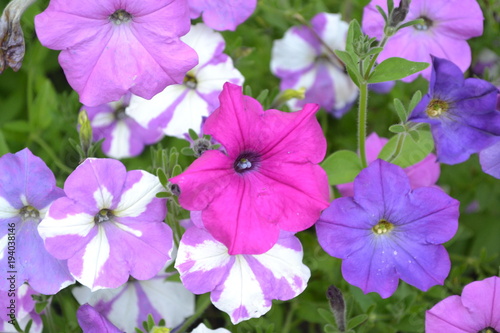 Petunia. Stimoryne. Petunia nyctaginiflora. Delicate flower. Flowers of different colors - white, pink, purple. Bushes petunias. Green leaves. Garden. Beautiful plants. Horizontal photo