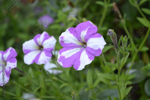 Petunia. Stimoryne. Petunia nyctaginiflora. Delicate flower. Flowers purple with white stripes. Bushes petunias. Green leaves. Garden. Growing flowers. Beautiful plants. Horizontal