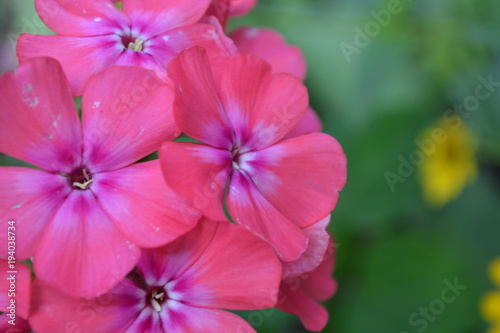 Phlox. Polemoniaceae. Beautiful inflorescence. Flowers pink. Nice smell. Growing flowers. Flowerbed. Close-up. Horizontal