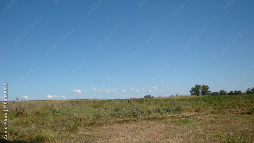 Steppe. green grass. Blue sky. Summer day.Trees can be seen in the distance.