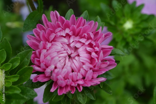 Pink flowers of asters garden. Delicate petals. Horizontal photo. Close-up. Green