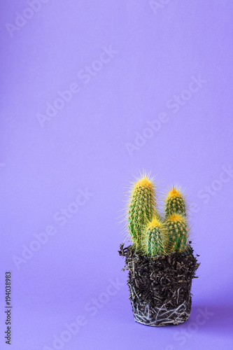 Colour, Contrast, cactus, plant, without pot,