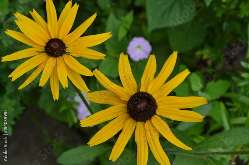 Rudbeckia. Perennial. Similar to the daisy. Tall flowers. Flowers are yellow. Close-up. On blurred background. It's sunny. Garden. Floriculture. Horizontal photo