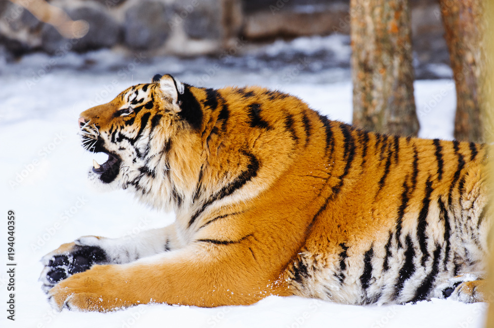 Obraz premium siberian tiger on snow