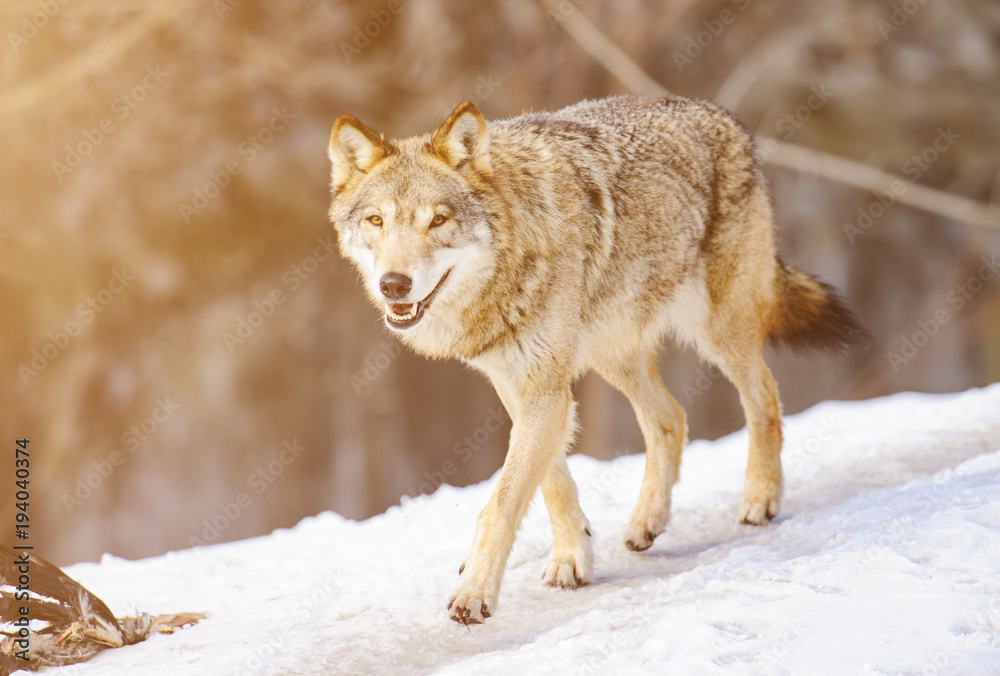 Grey Wolf Portrait on the snow