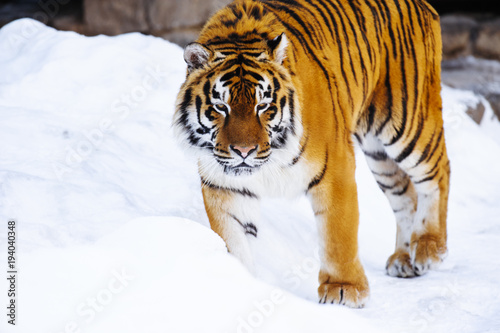 Fototapeta Naklejka Na Ścianę i Meble -  siberian tiger on snow
