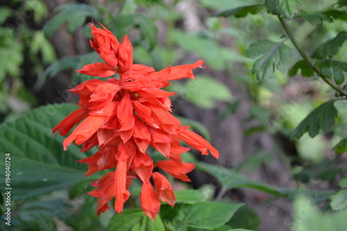 Salvia. Salvia splendens. Flower red. Heat-loving plants. Annual plant. Beautiful flower. Garden. Flowerbed. On blurred background. Horizontal photo