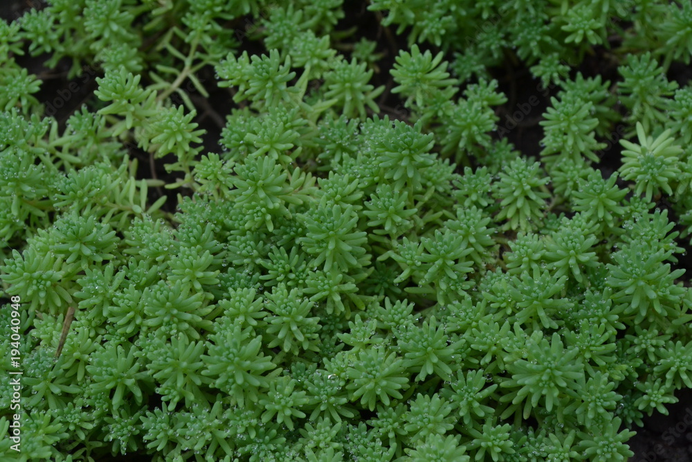 Stonecrop. Hare cabbage. Sedum. Green moss. Decorative grassy carpet. Flowerbed. Ornamental garden plants. Horizontal photo Stonecrop. Hare cabbage. Sedum. Green moss. Decorative grassy carpet. Flowerbed. Ornamental garden plants. Horizontal photo